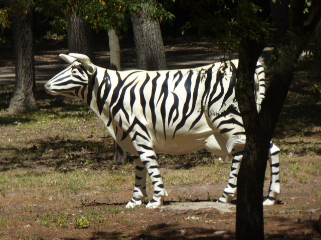 zebra cow2