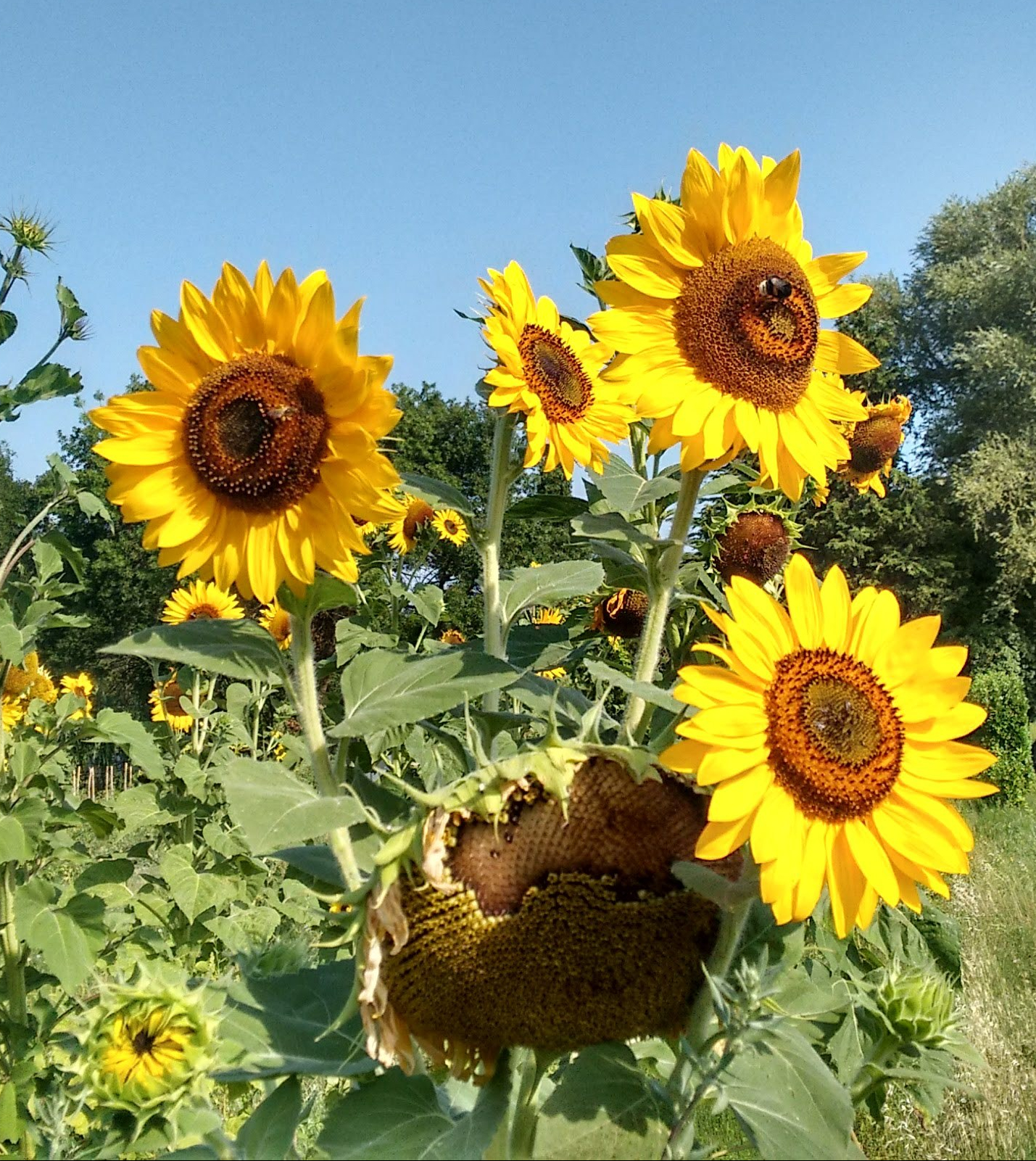 img_20180803_100853675_hdr