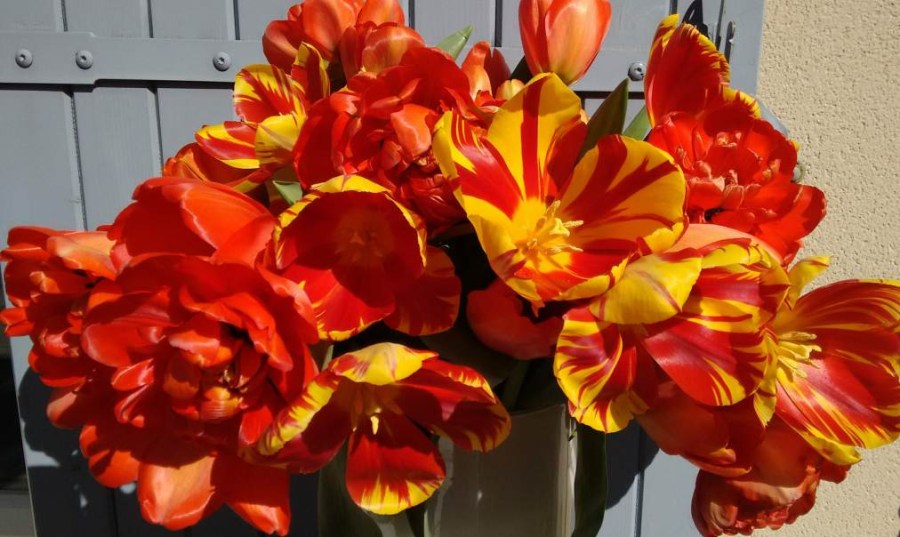 Provencal Posey Promises