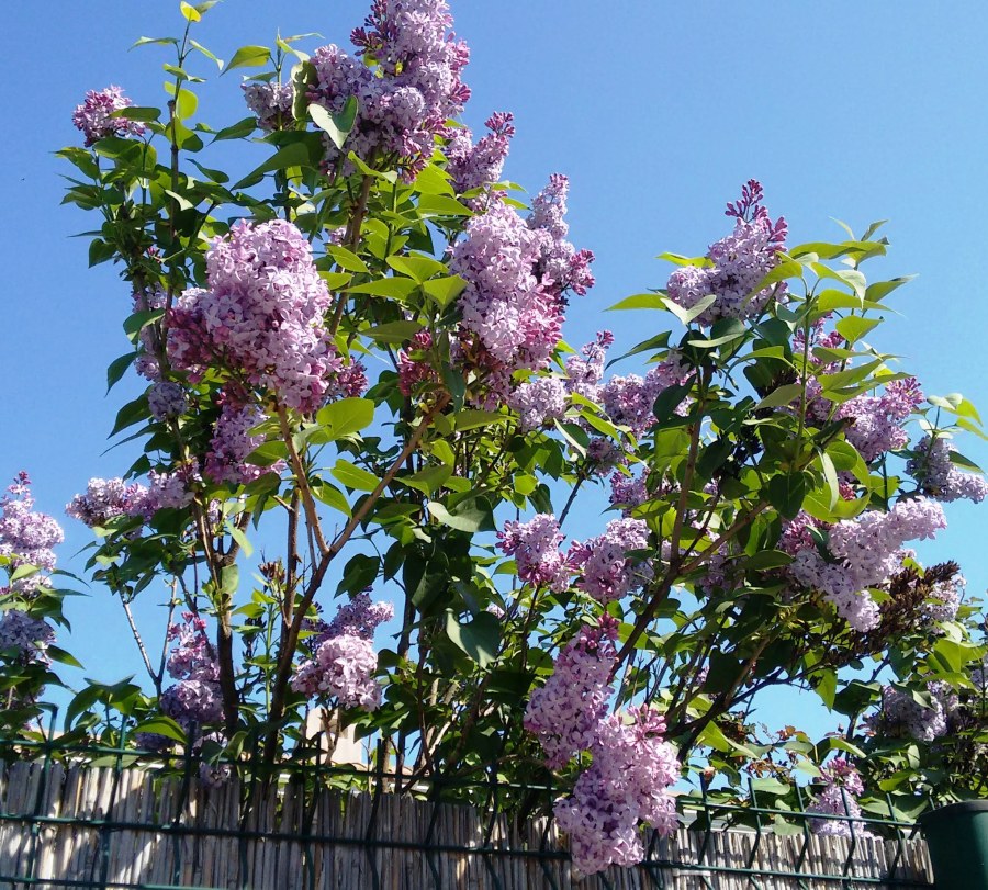 Lilacs