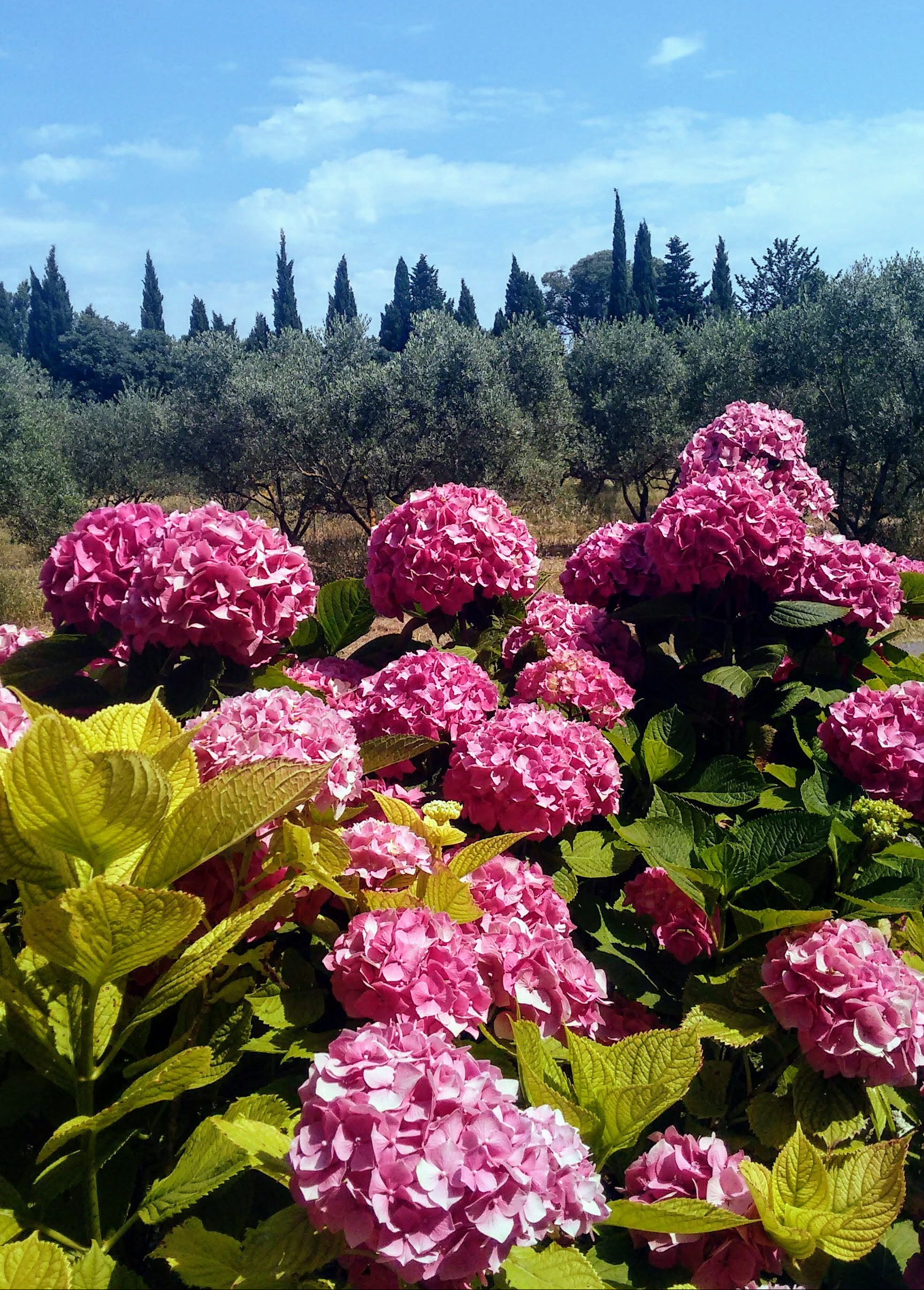 Hot pink hydrangeas shout summer in St. Remy.