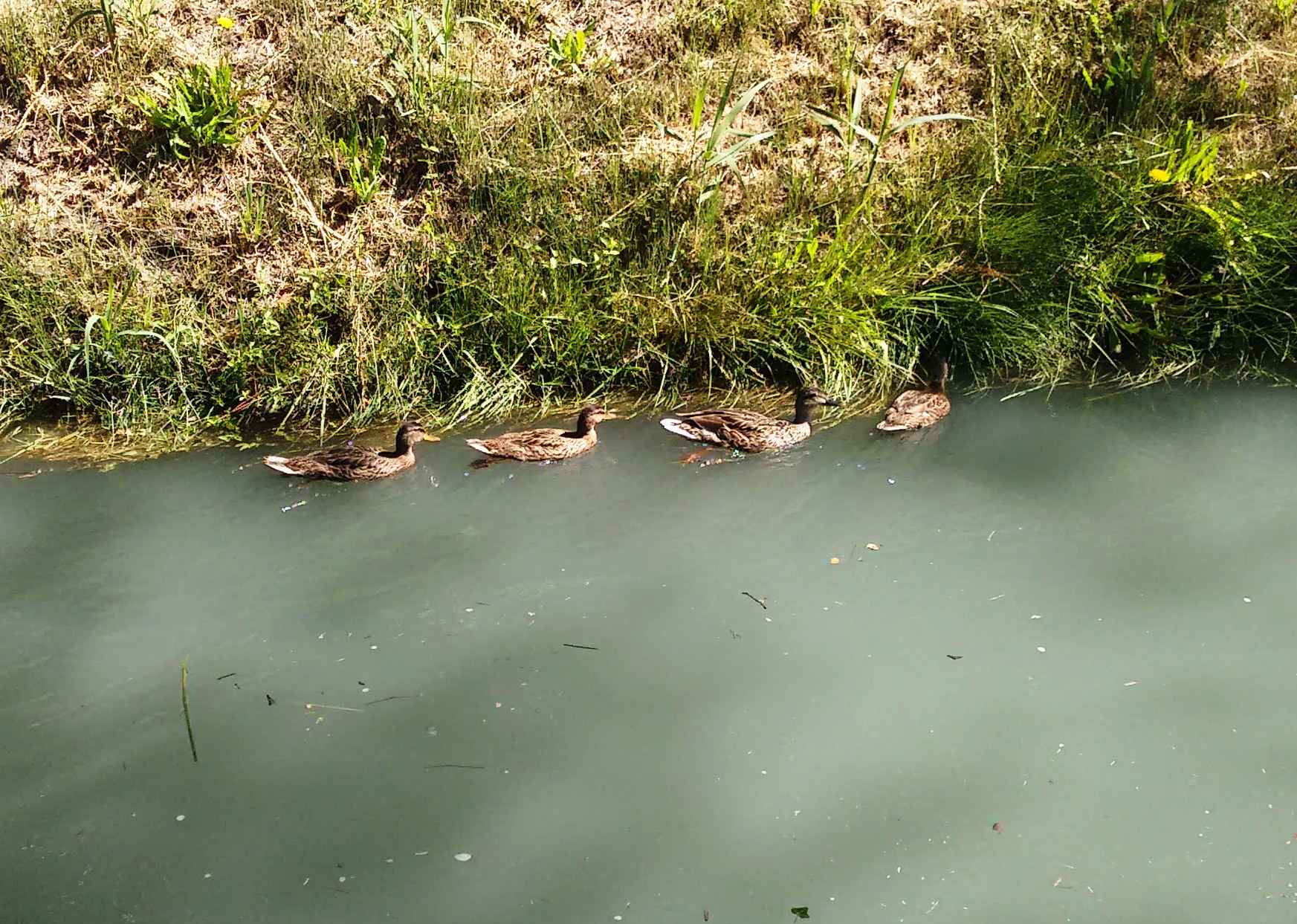 Mallards on Canal de la Crau