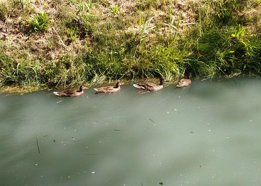 Mallards on Canal de la Crau